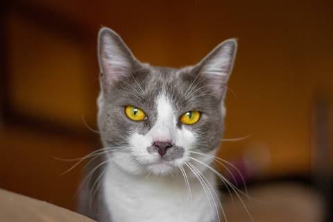 '
