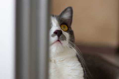 '