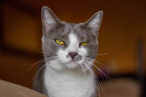 '
