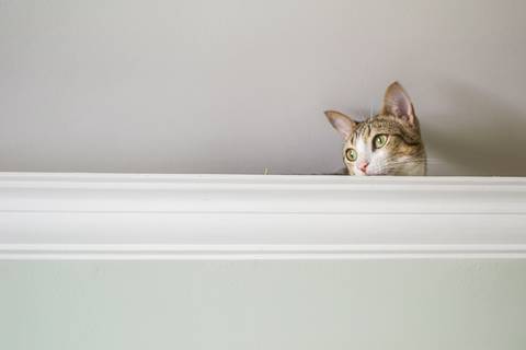 '