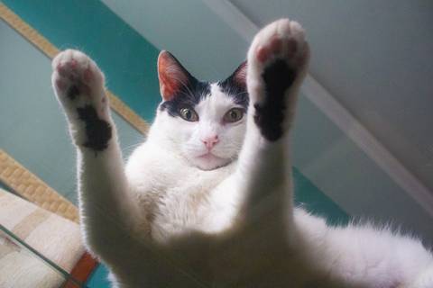 '