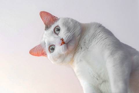 '