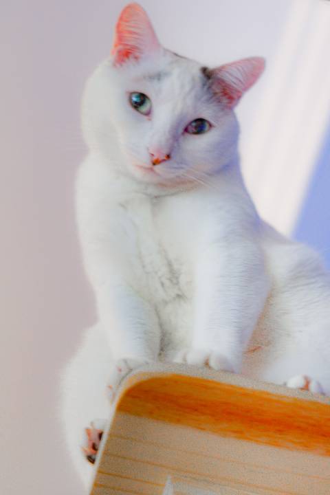 '