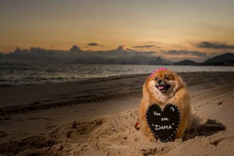 Ensaio pré casamento com pet em Camboinhas por Thiago Sant' Anna Fotografia'