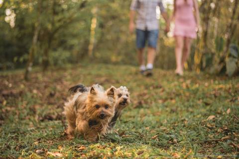 pré wedding, fotografo, fotografo casamento, fotografo casamento Timbó, fotografo casamento Blumenau, fotografo casamento Indaial, casamento, trashthedress, trashthedress timbó, fotografo trash the dress, morro azul, morro azul timbó'