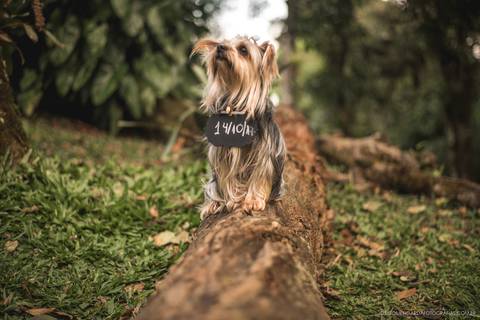 pré wedding, fotografo, fotografo casamento, fotografo casamento Timbó, fotografo casamento Blumenau, fotografo casamento Indaial, casamento, trashthedress, trashthedress timbó, fotografo trash the dress, morro azul, morro azul timbó'