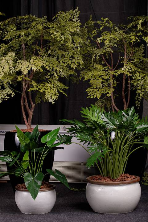 Árvore Preservada Personalizada
'