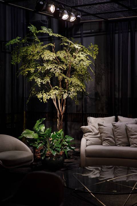 Árvore Preservada Personalizada
'