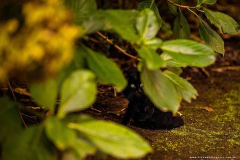 Ensaio, natureza, gato, Lago negro'