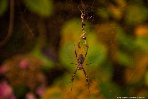 natureza, aranha, Lago negro'