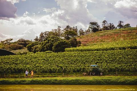 ensaio, casal, natureza, parreiras '
