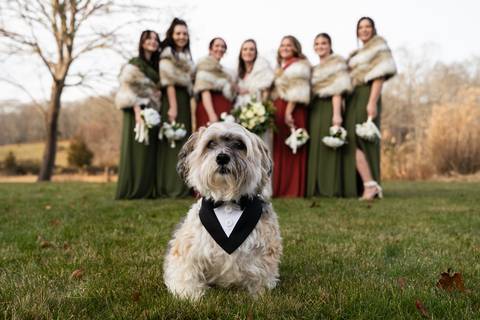 Wedding photo at The Hounds, Stonington CT, bride picture with the bouquet and the bridesmaid all together and the little dog, the photographer was by Vanessa Trettel.
Professional wedding photographer
CT wedding Venue
engagement photographer'