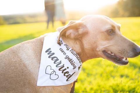 Wedding photographer CT, engagement session Wickham Park, Manchester CT, autumn engagement photos, outdoor engagement photography, dog-friendly engagement session, romantic engagement shoot, candid engagement photography, Vanessa Trettel photography'