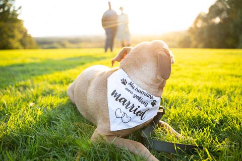 Wedding photographer CT, engagement session Wickham Park, Manchester CT, autumn engagement photos, outdoor engagement photography, dog-friendly engagement session, romantic engagement shoot, candid engagement photography, Vanessa Trettel photography'