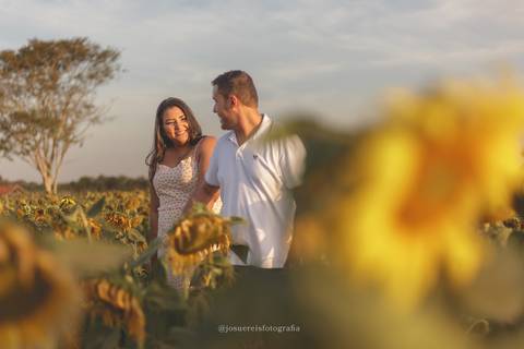 Enfim, no terceiro campo de girassol. Há três áreas distintas de plantio e o proprietário gentilmente permitiu-nos ir neste terceiro, mais reservado e com algumas flores ainda exuberante.'
