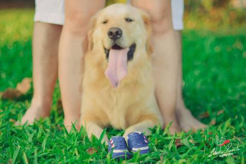 Ensaio Fotografico de Gestante criativo com cães e o casal realizado na cidade de Alta floresta com Monize e Thiago em uma linda chacara fotografo de Gestante Pimenta Image Studio'