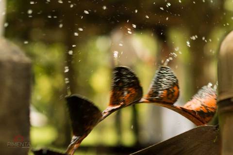Ensaio pré casamento realizado na cidade de Paranaíta trash the dress, pimenta image studio fotografia de casamento em Alta floresta.'