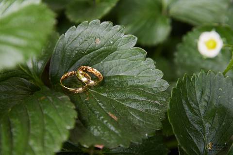 fotografia de casamento. fotografo de casamento. alianças'