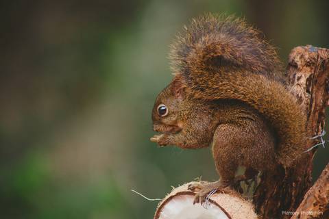 ensaio-pre-casamento-pousada-paraiso-frio-petropolis-casal'