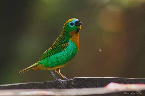 ensaio-pre-casamento-pousada-paraiso-frio-petropolis-casal'