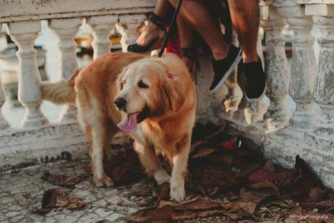 fernanda_e_thiago_ensaio_pre_casamento_urca_golden _retriever_memory_fotografia_pista_claudio_coutinho_mureta'