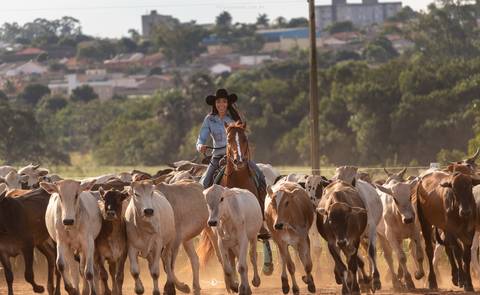 mulher tocando o gado a cavalo'