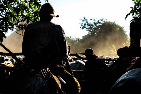 Boiadeiro junto da comitiva preparado para levar a boiada pelo Pantanal'