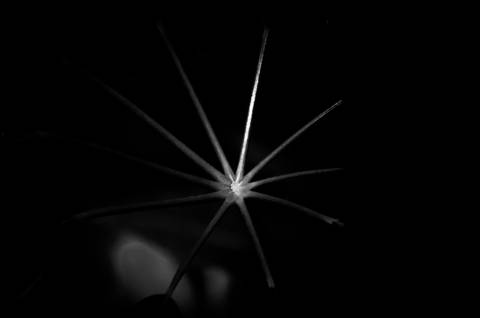 Série fotográfica chamada de Aura: Essência Sutil'