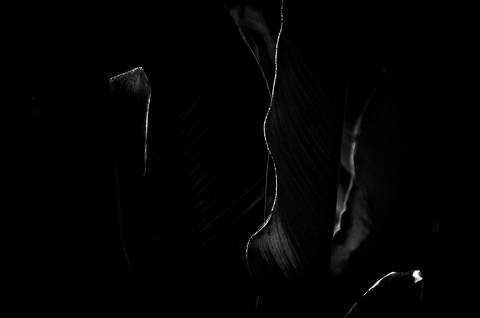 Série fotográfica chamada de Aura: Essência Sutil'