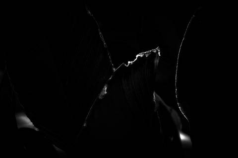 Série fotográfica chamada de Aura: Essência Sutil'