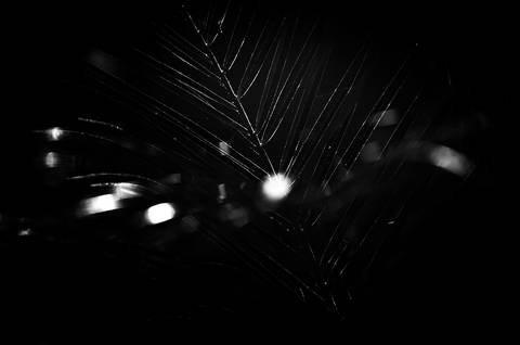 Série fotográfica chamada de Aura: Essência Sutil'