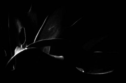 Série fotográfica chamada de Aura: Essência Sutil'