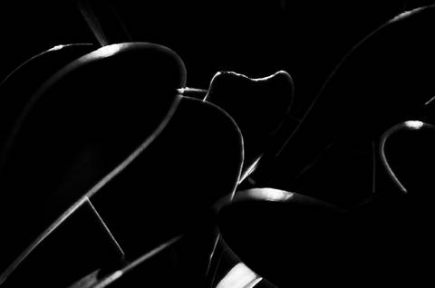 Série fotográfica chamada de Aura: Essência Sutil'