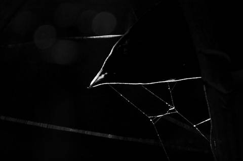 Série fotográfica chamada de Aura: Essência Sutil'