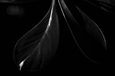 Série fotográfica chamada de Aura: Essência Sutil'