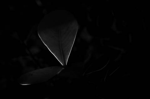 Série fotográfica chamada de Aura: Essência Sutil'