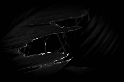 Série fotográfica chamada de Aura: Essência Sutil'