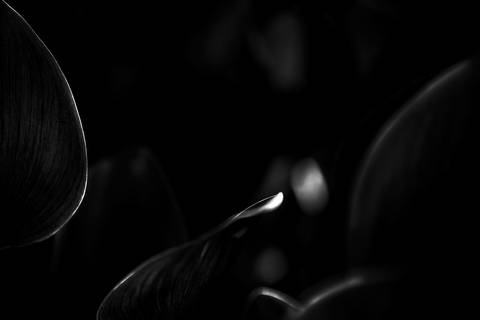 Série fotográfica chamada de Aura: Essência Sutil'