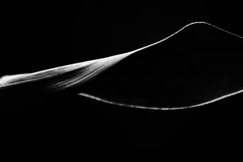 Série fotográfica chamada de Aura: Essência Sutil'