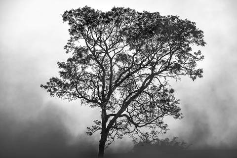 Árvore em São Roque de Minas'