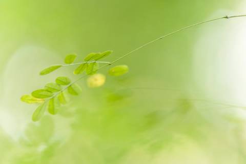Fotografia que faz parte da série 