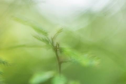 Fotografia que faz parte da série 