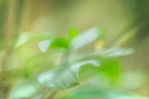 Fotografia que faz parte da série 