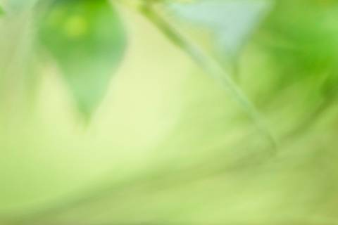 Fotografia que faz parte da série 