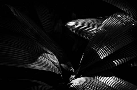 Ensaio fotográfico Alaya, morada interior, a natureza como refúgio de reflexão para o humano'