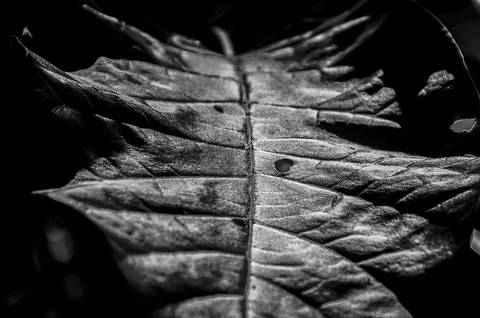 Ensaio fotográfico Alaya, morada interior, a natureza como refúgio de reflexão para o humano'