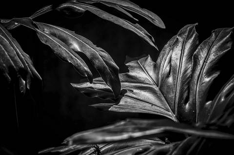 Ensaio fotográfico Alaya, morada interior, a natureza como refúgio de reflexão para o humano'