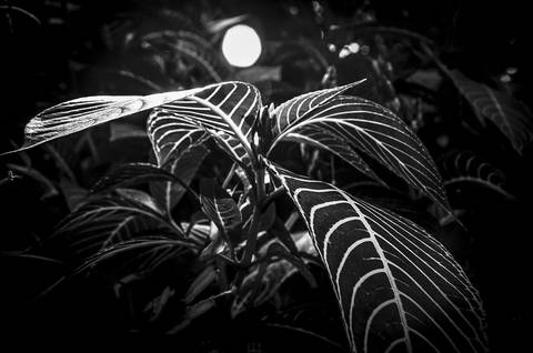 Ensaio fotográfico Alaya, morada interior, a natureza como refúgio de reflexão para o humano'