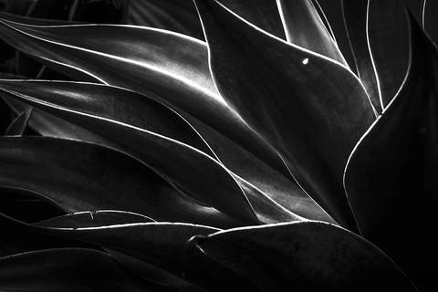 Ensaio fotográfico Alaya, morada interior, a natureza como refúgio de reflexão para o humano'