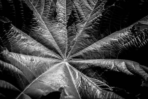 Ensaio fotográfico Alaya, morada interior, a natureza como refúgio de reflexão para o humano'